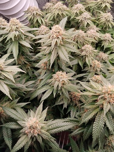 IMG_20250224_194852 - Kopie