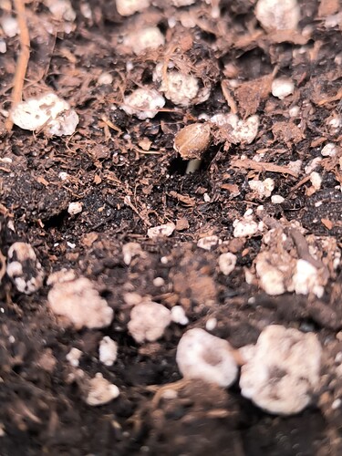 Growreport Bild 38
