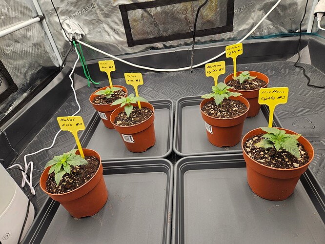 Growreport Bild 1
