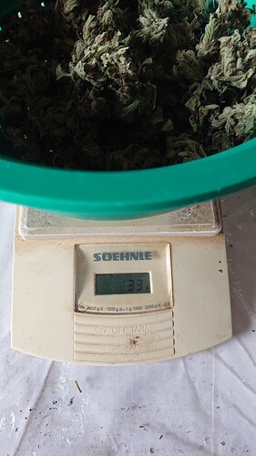 Growreport Bild 39