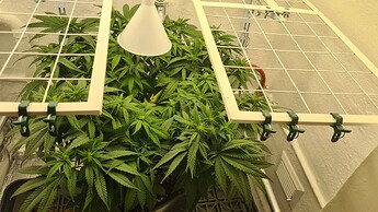 Growreport Bild 47