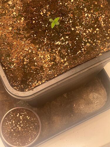 Growreport Bild 22