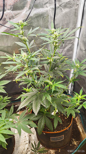 Growreport Bild 7