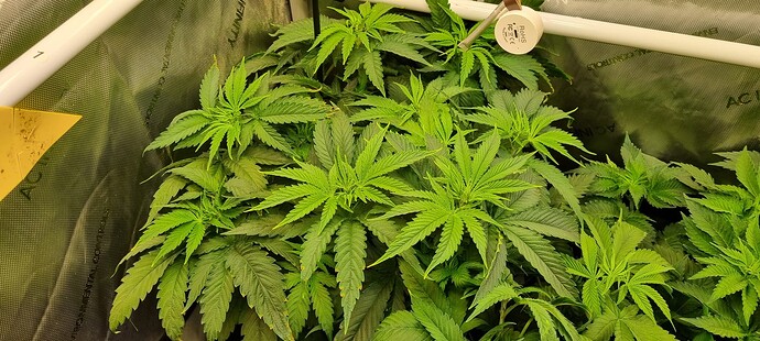 Growreport Bild 4