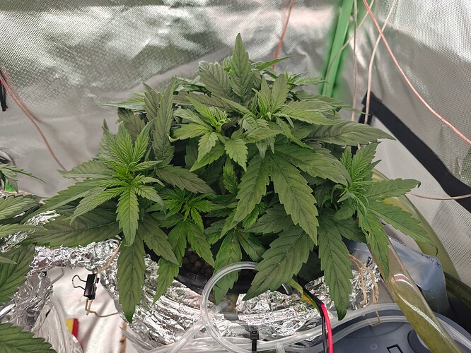 Growreport Bild 4