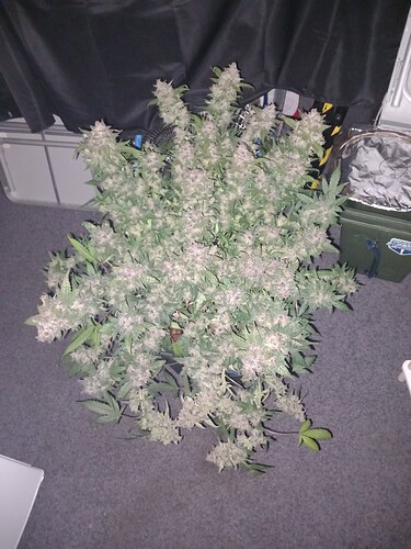Growreport Bild 2