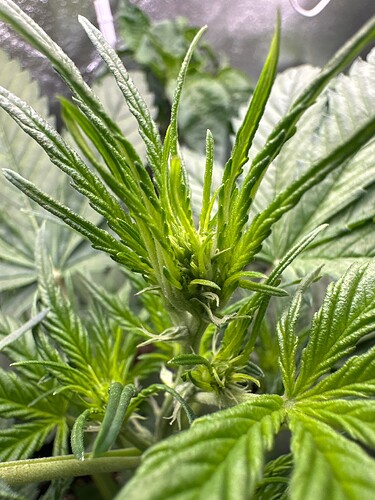 Growreport Bild 7