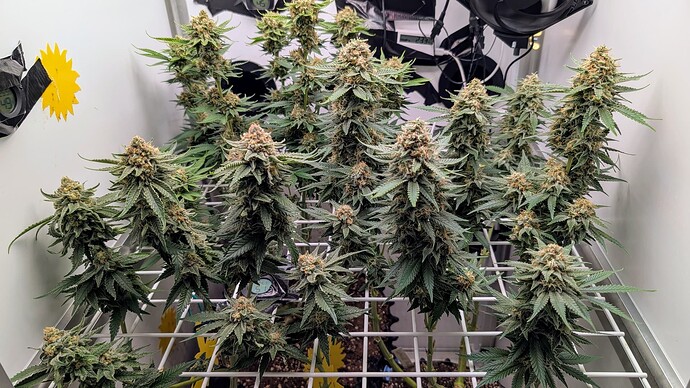 Growreport Bild 27