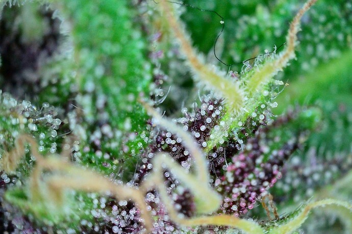 Grow25_1006_Trichome_DP_2
