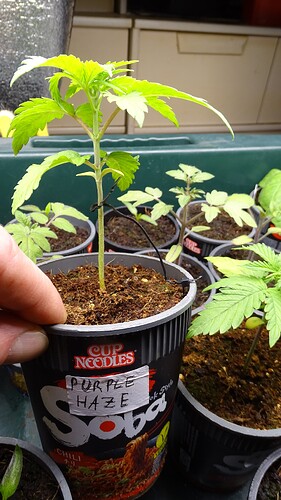 Growreport Bild 16