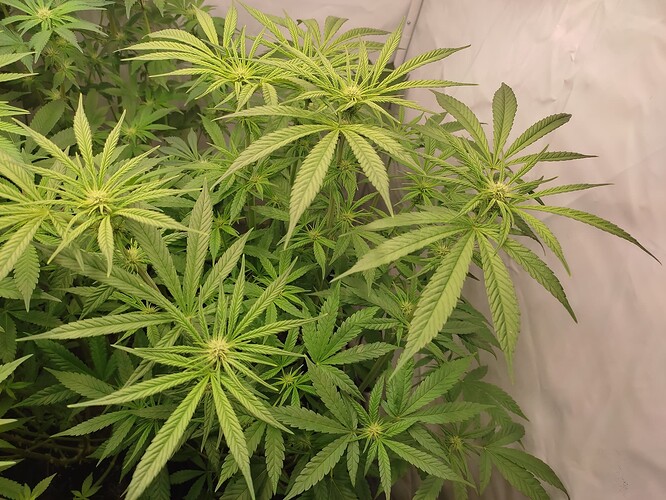 Growreport Bild 7