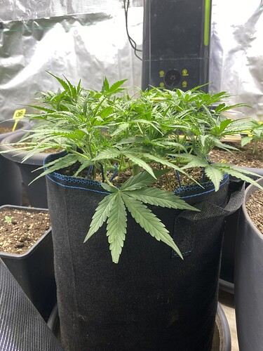 Growreport Bild 57