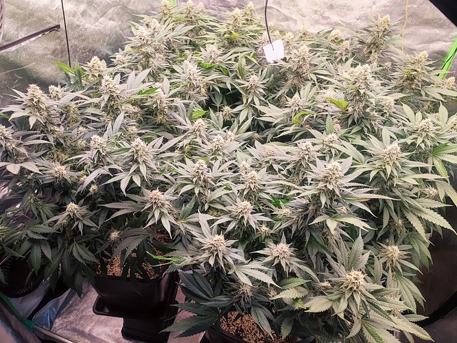 Growreport Bild 28