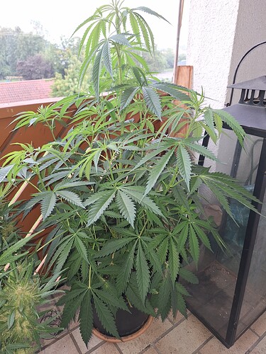Growreport Bild 30