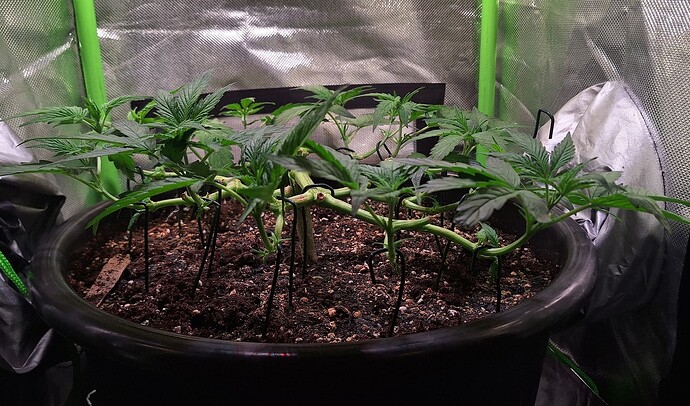 Growreport Bild 7