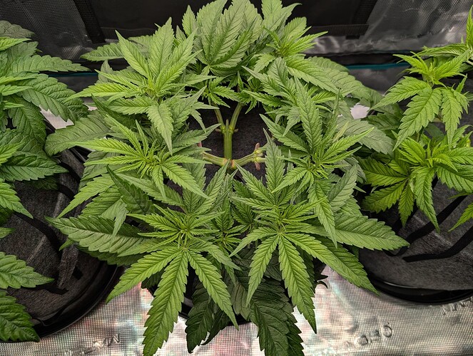Growreport Bild 13