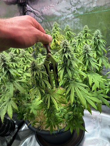 Growreport Bild 33