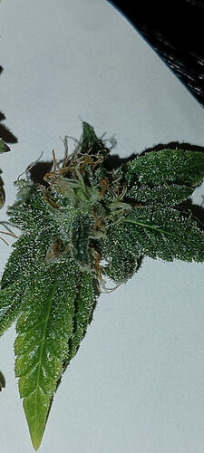 Growreport Bild 20