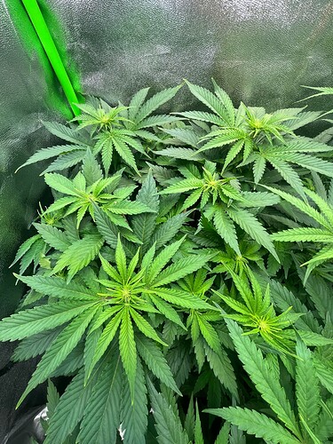 Hulkberry 8624 1