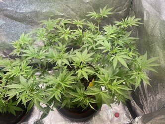 Growreport Bild 7