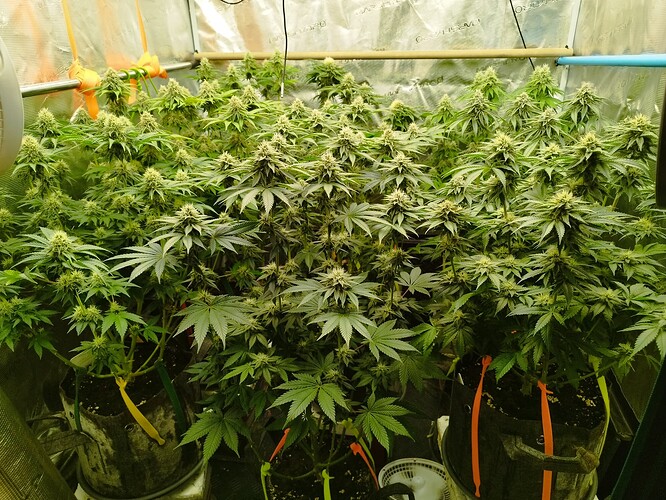 Growreport Bild 3