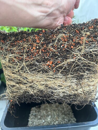 Growreport Bild 60