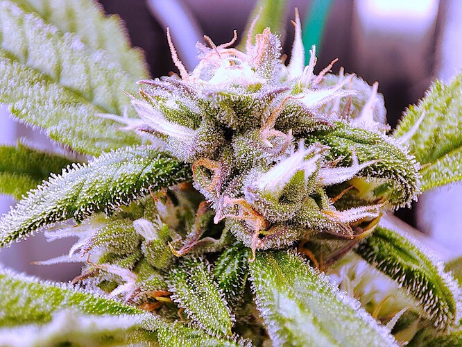 Growreport Bild 19