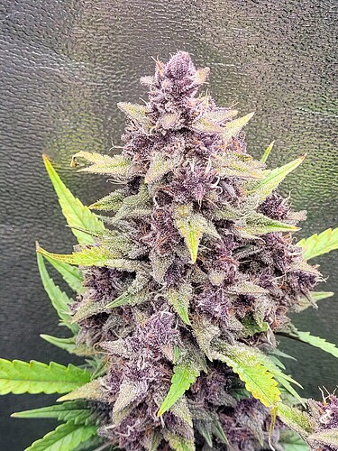 Growreport Bild 23