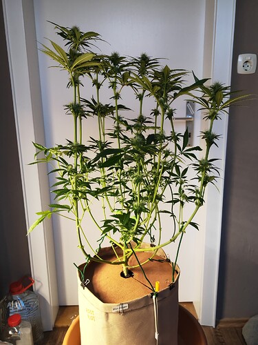 Growreport Bild 9