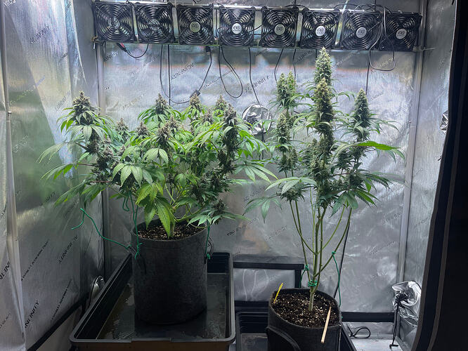 Growreport Bild 1
