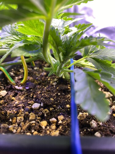 Growreport Bild 15