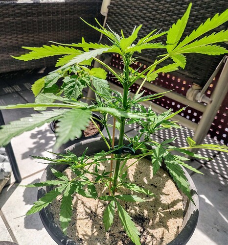 Growreport Bild 2