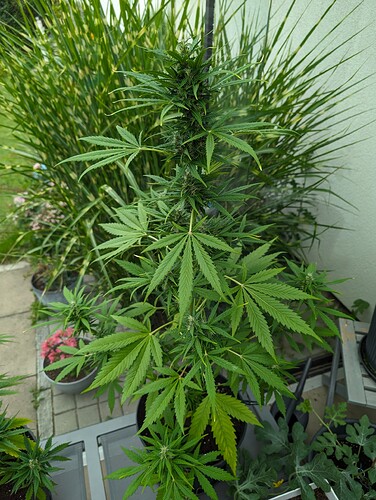 PXL_20240614_080414082