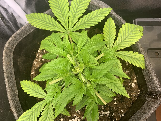 Growreport Bild 4