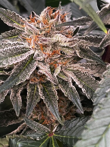 Growreport Bild 16
