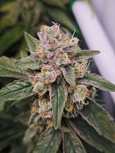 MVIMG_20251121_194548