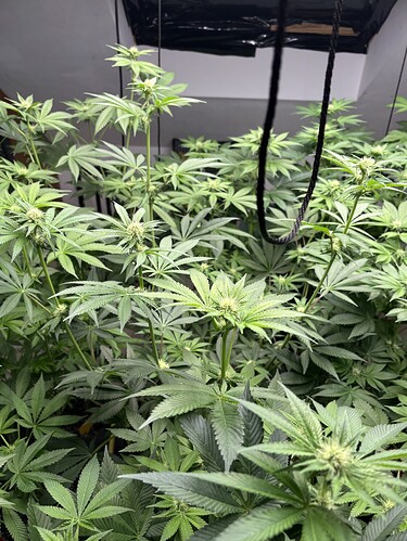 Growreport Bild 25