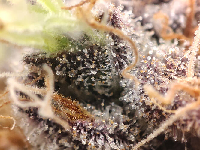 Growreport Bild 13