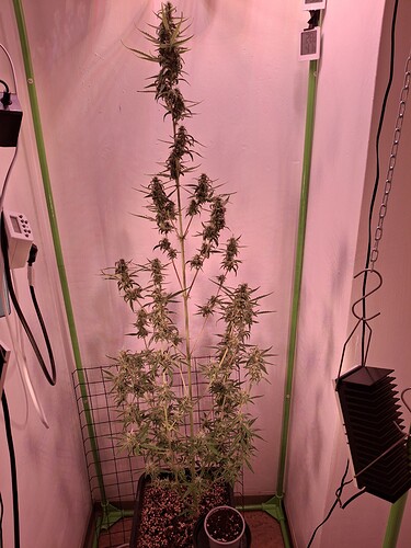 Growreport Bild 227