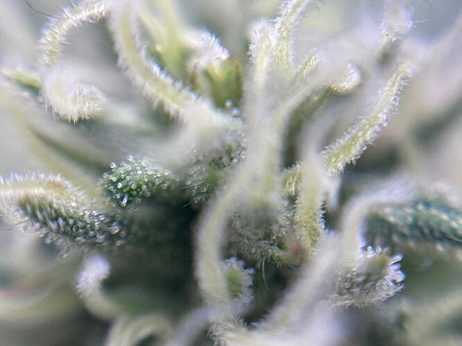 Growreport Bild 43
