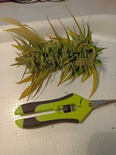 Growreport Bild 1