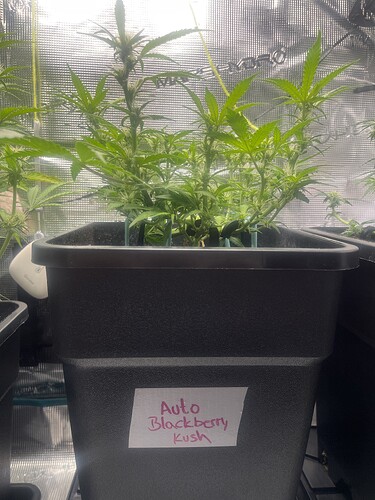 Growreport Bild 3