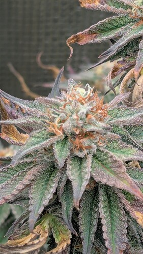 Growreport Bild 2