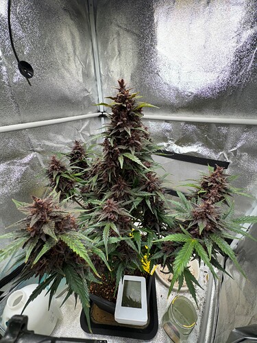 Week 12 Maturing 1