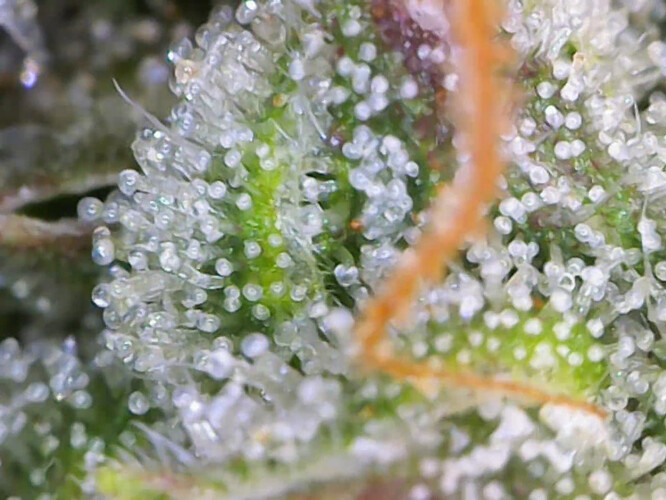 cap_68d5d92b9a20b5fb7f81468b4e7a3e40_00_05_01_03