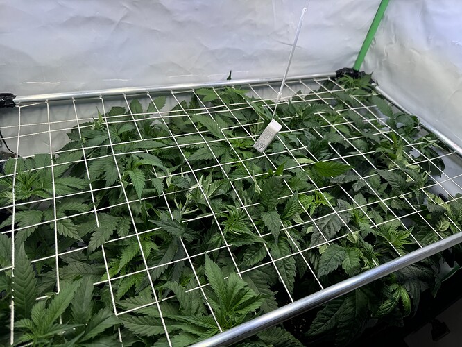 Growreport Bild 3