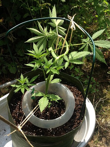 Growreport Bild 26