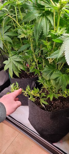 Growreport Bild 5