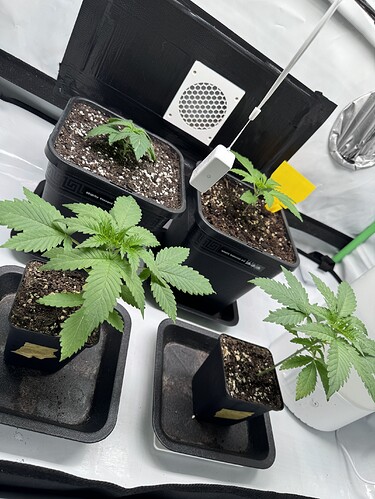 Growreport Bild 1