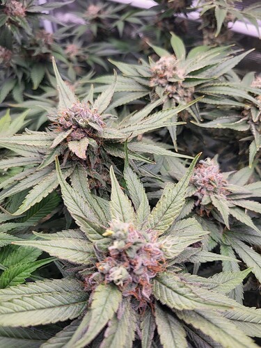 Growreport Bild 3